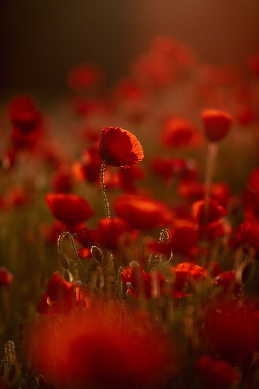 Маковый рассвет фото превью