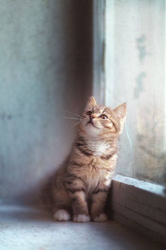 Бездомные Котята