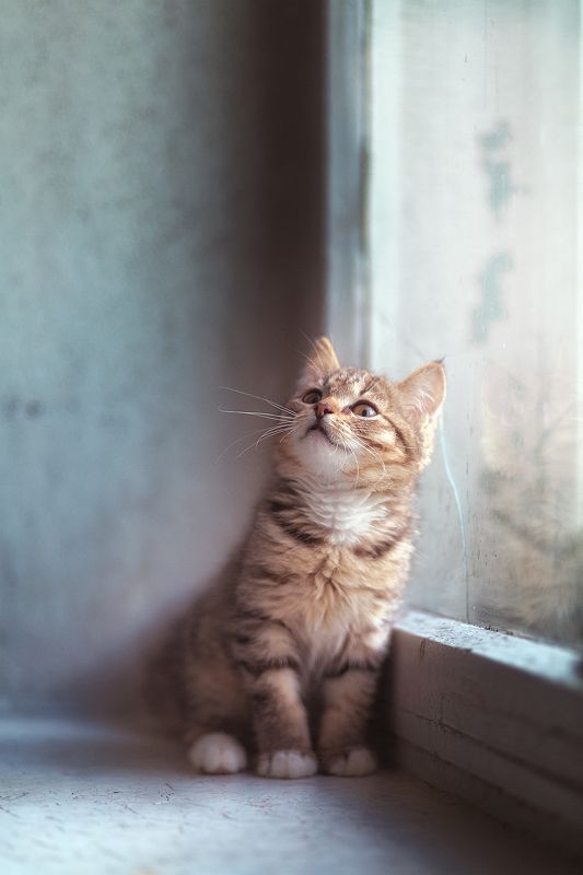 котята Бездомные Котята фото превью