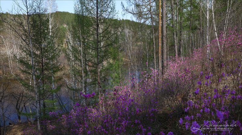 Забайкальская тайга фото превью