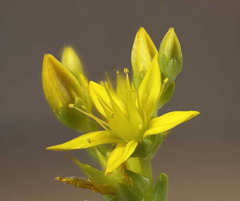 цветы, очиток, природа, суккуленты, толстянковые Цветы очитка едкого фото превью