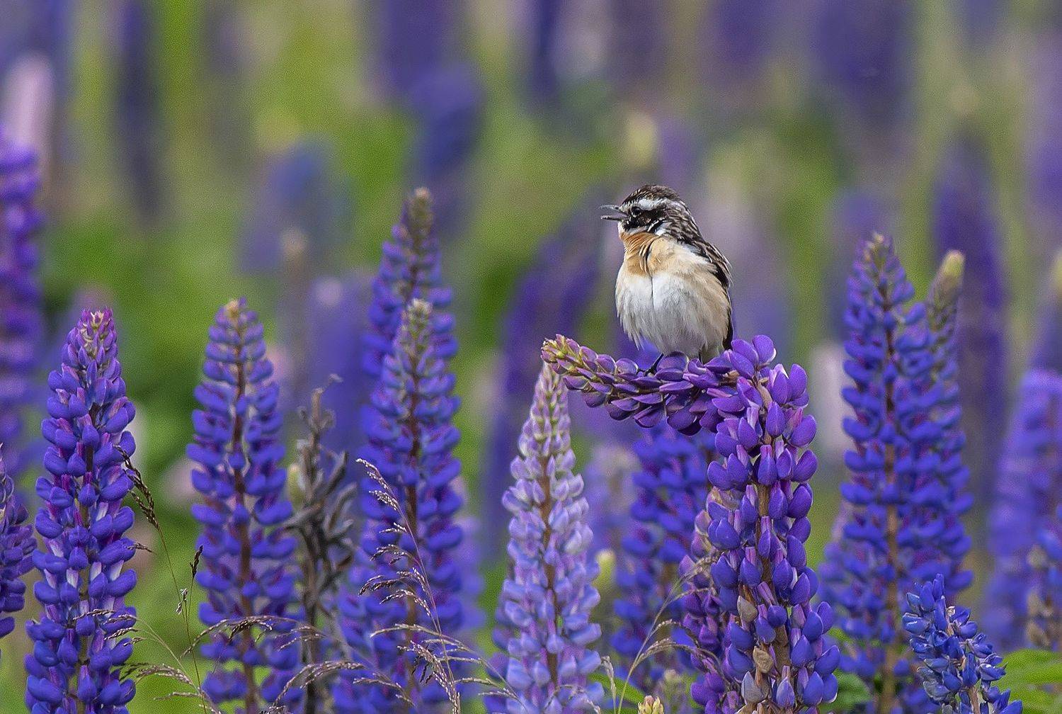луговой чекан, поле, птицы, лето, Широких Александр