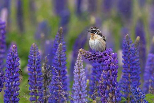 Луговой чекан