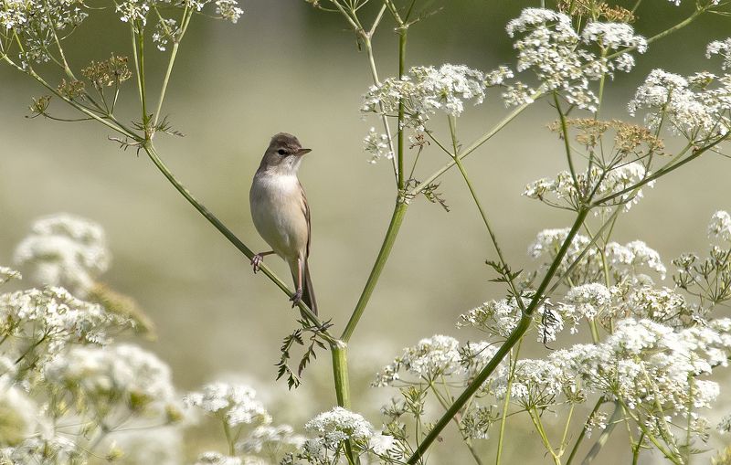 Северная бормотушка фото превью