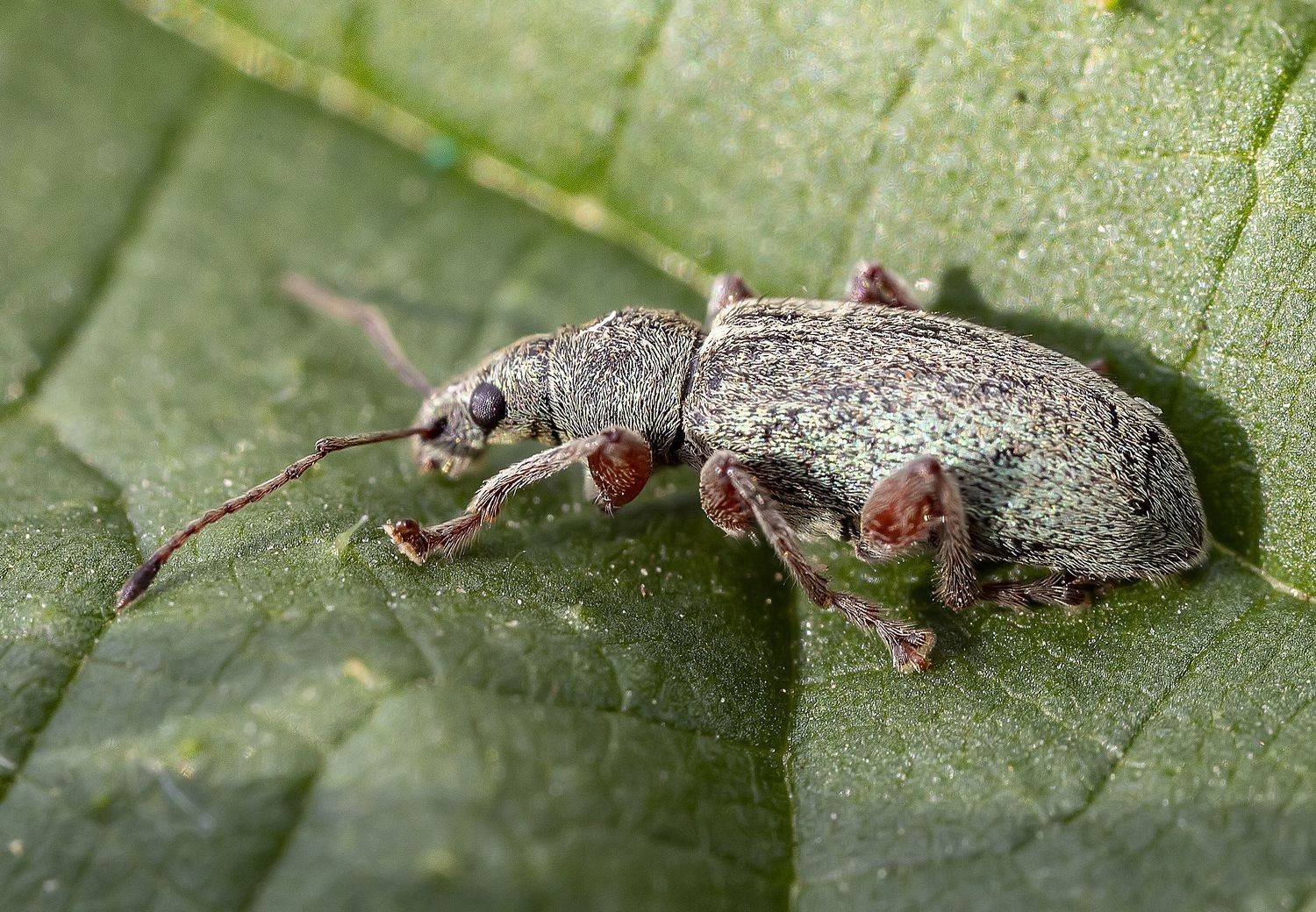 насекомые, жуки, крапивный долгоносик, Широких Александр