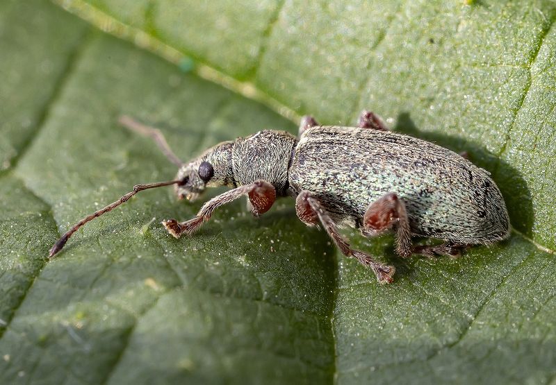 насекомые, жуки, крапивный долгоносик Жук крапивный долгоносик фото превью