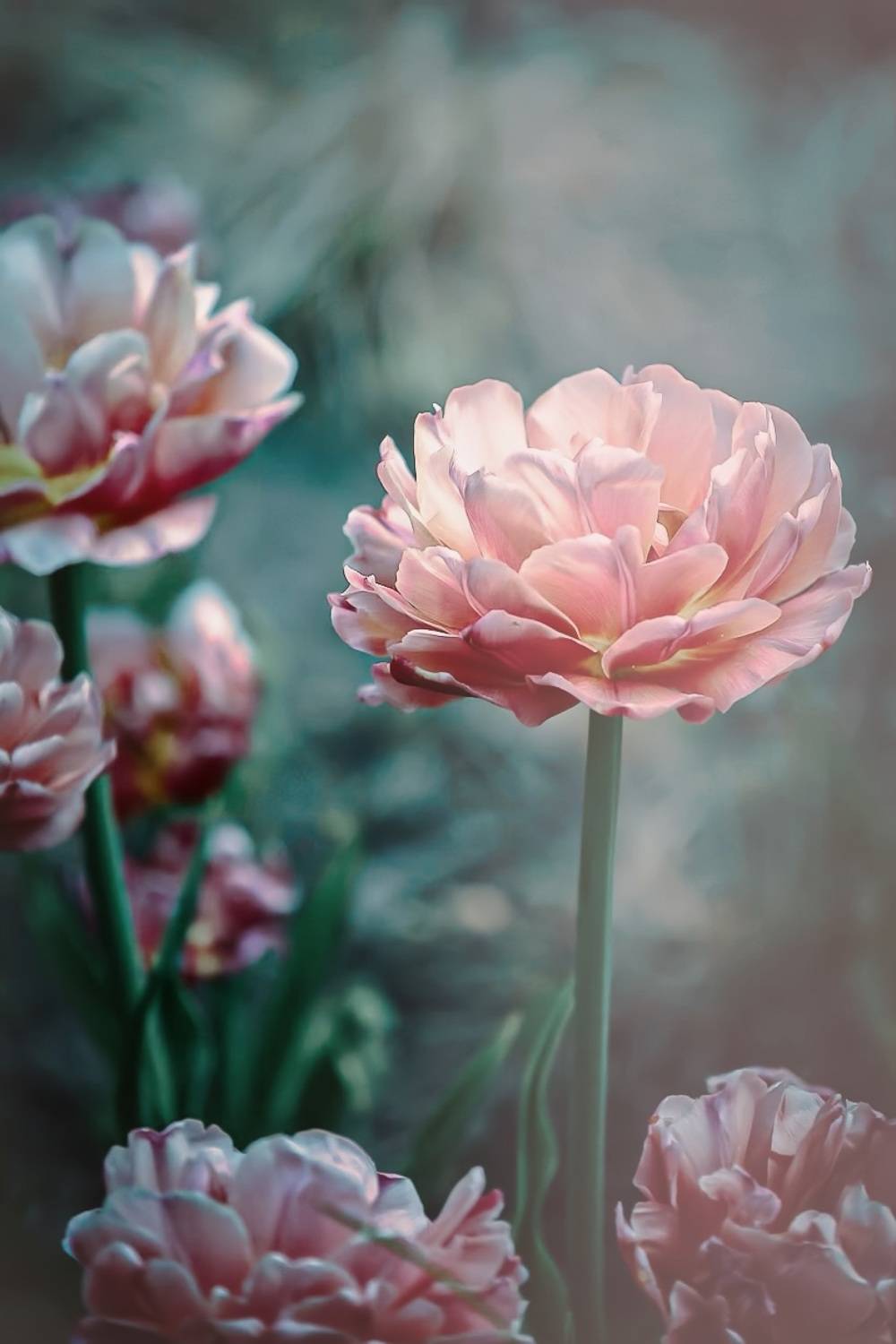 макро, macro, цветы, flower, весна, spring, тюльпан, Julia Kaissa