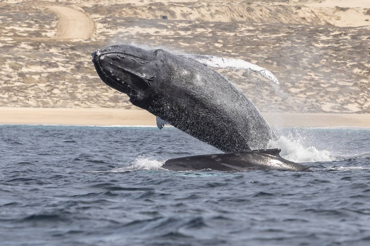 Humpback Whale, Wild Life, Baja California Sur, Pacific Ocean, Ballena Jorobada, Oceano Pacifico , Fernando Castillo