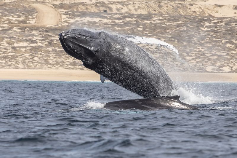 Humpback Whale, Wild Life, Baja California Sur, Pacific Ocean, Ballena Jorobada, Oceano Pacifico  El Coloso de los Mares фото превью