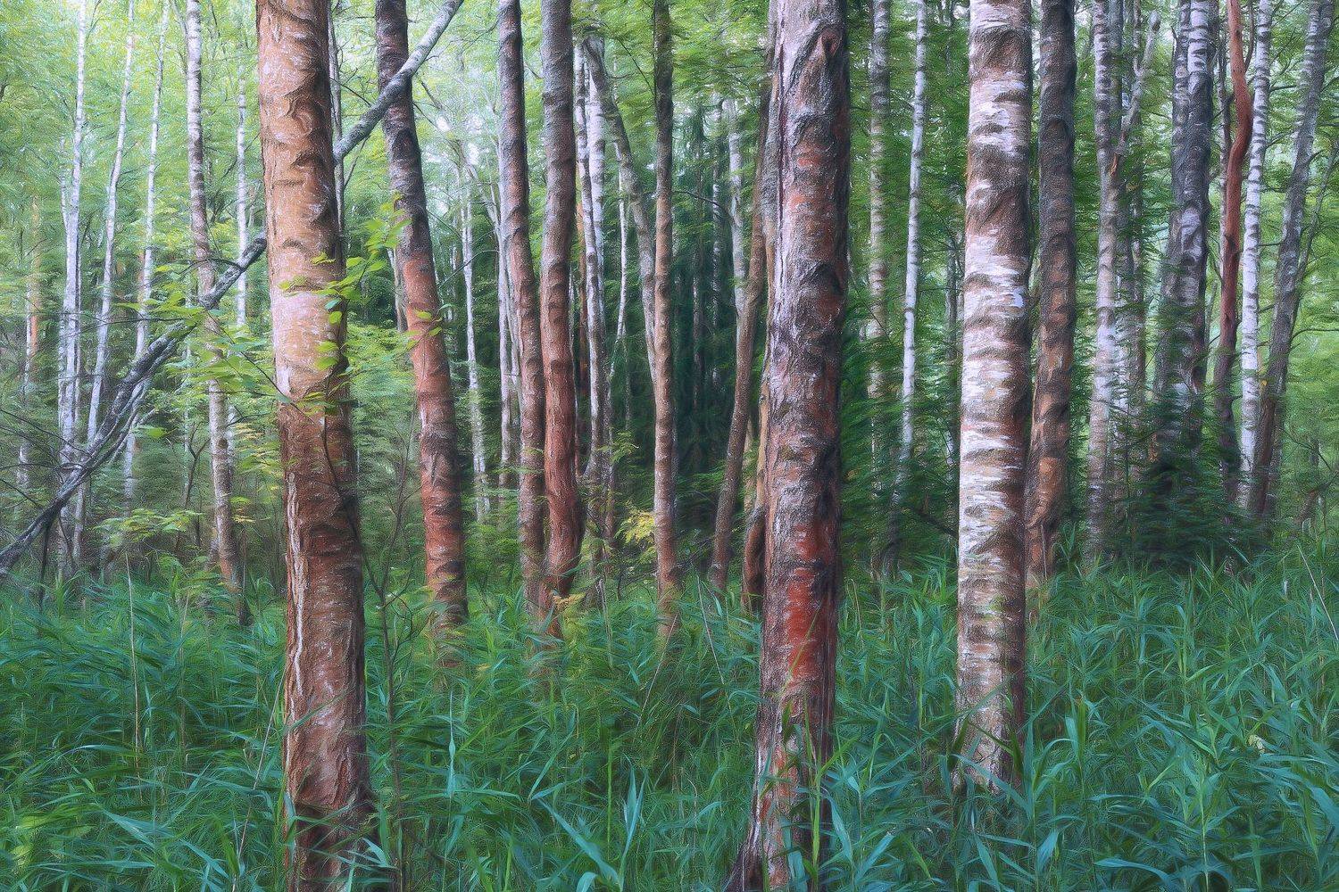 лес, деревья, пейзаж, весна, forest, woodland, trees, landscape, sunlight, Валерий Вождаев
