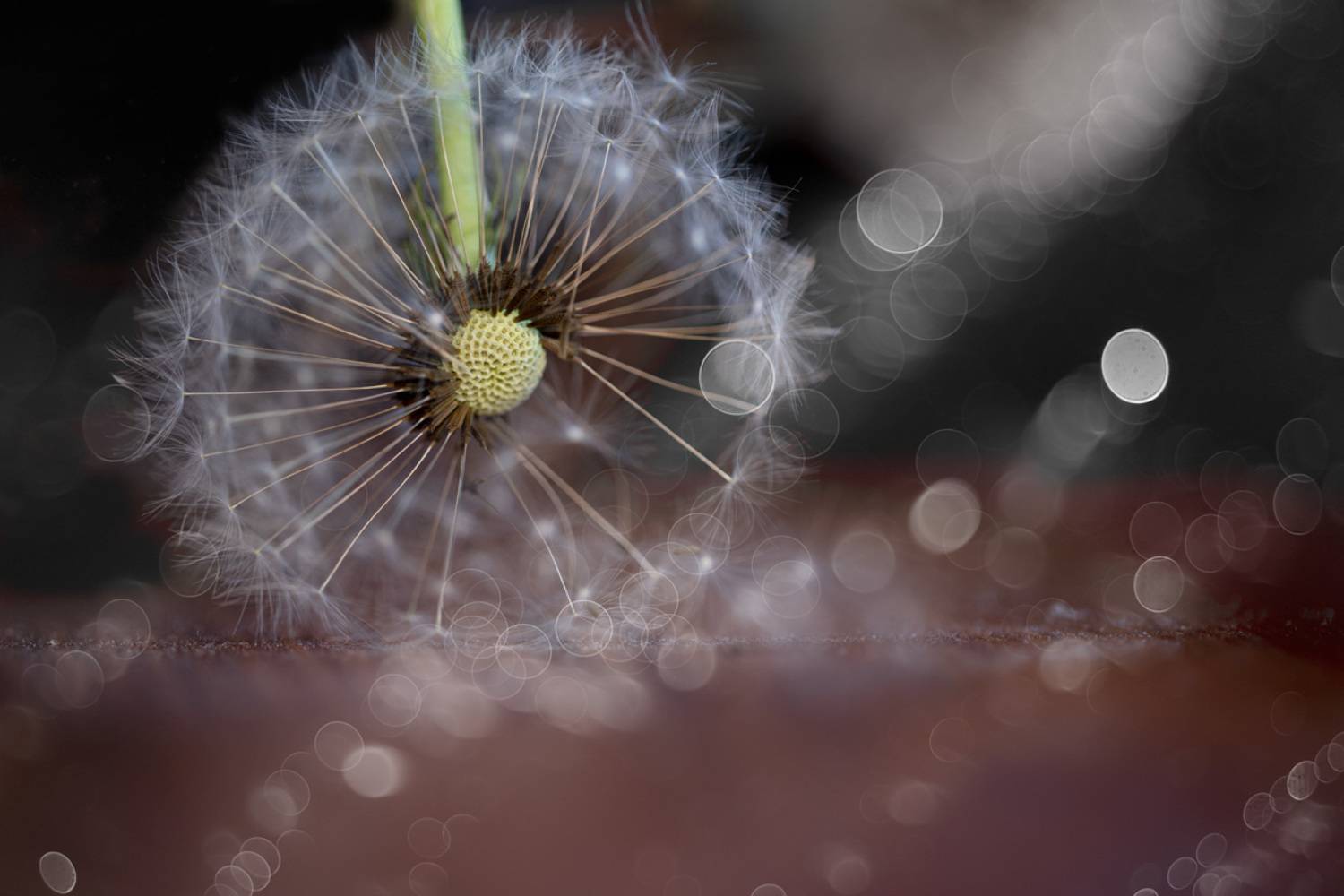 , Игорь Копцев