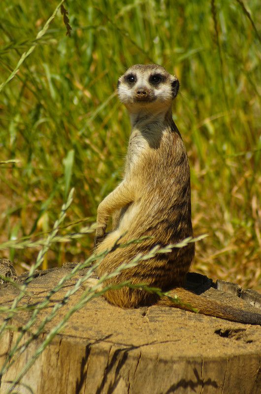 Сурикаты фото превью