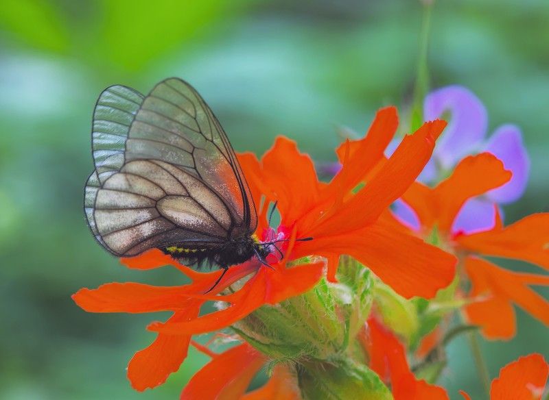 парнассиус, штубедорфа, parnassius, stubbendorfii, лихнис, блестящий Парнассиус фото превью