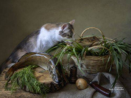 Вари, кума, судака, чтобы юшка была!