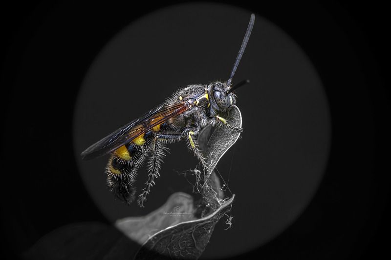 megascolia maculata, insect, small, animal, black, focus, macro, nature, natural, tropical, beautiful Dielis plumipes male фото превью