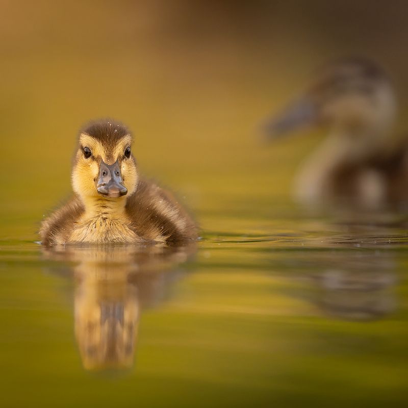 Duckling фото превью
