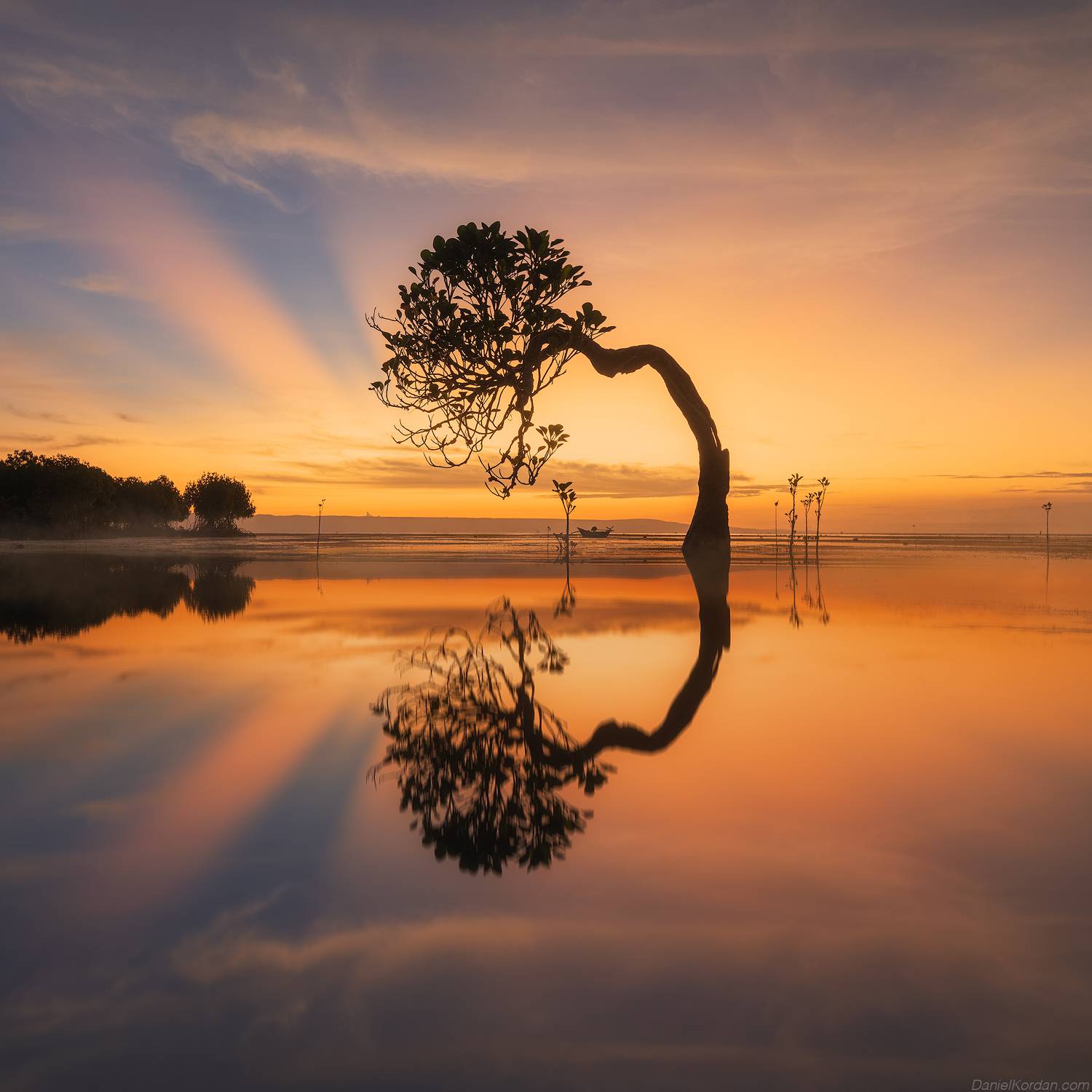 Sumba dancing trees, Даниил Коржонов