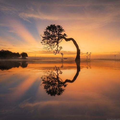 Sumba dancing trees