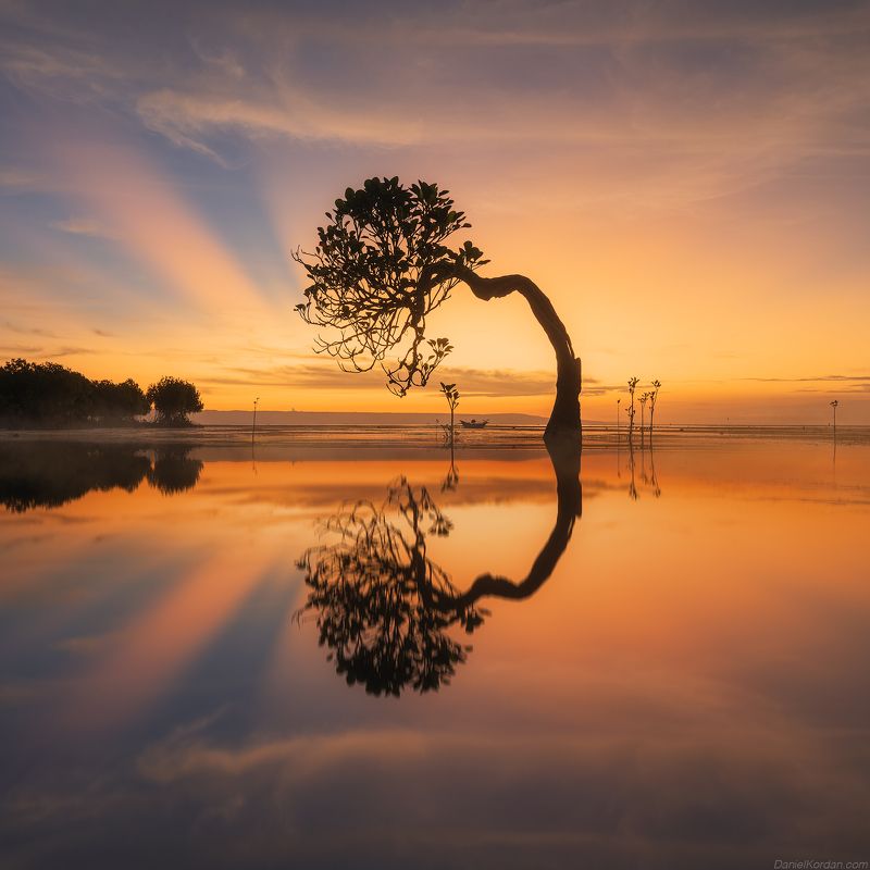 Sumba dancing trees