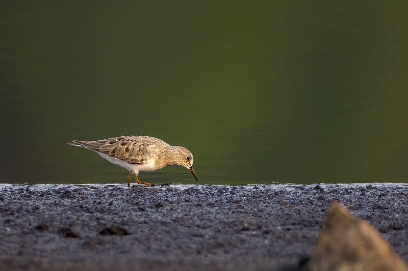 Песочник фото превью