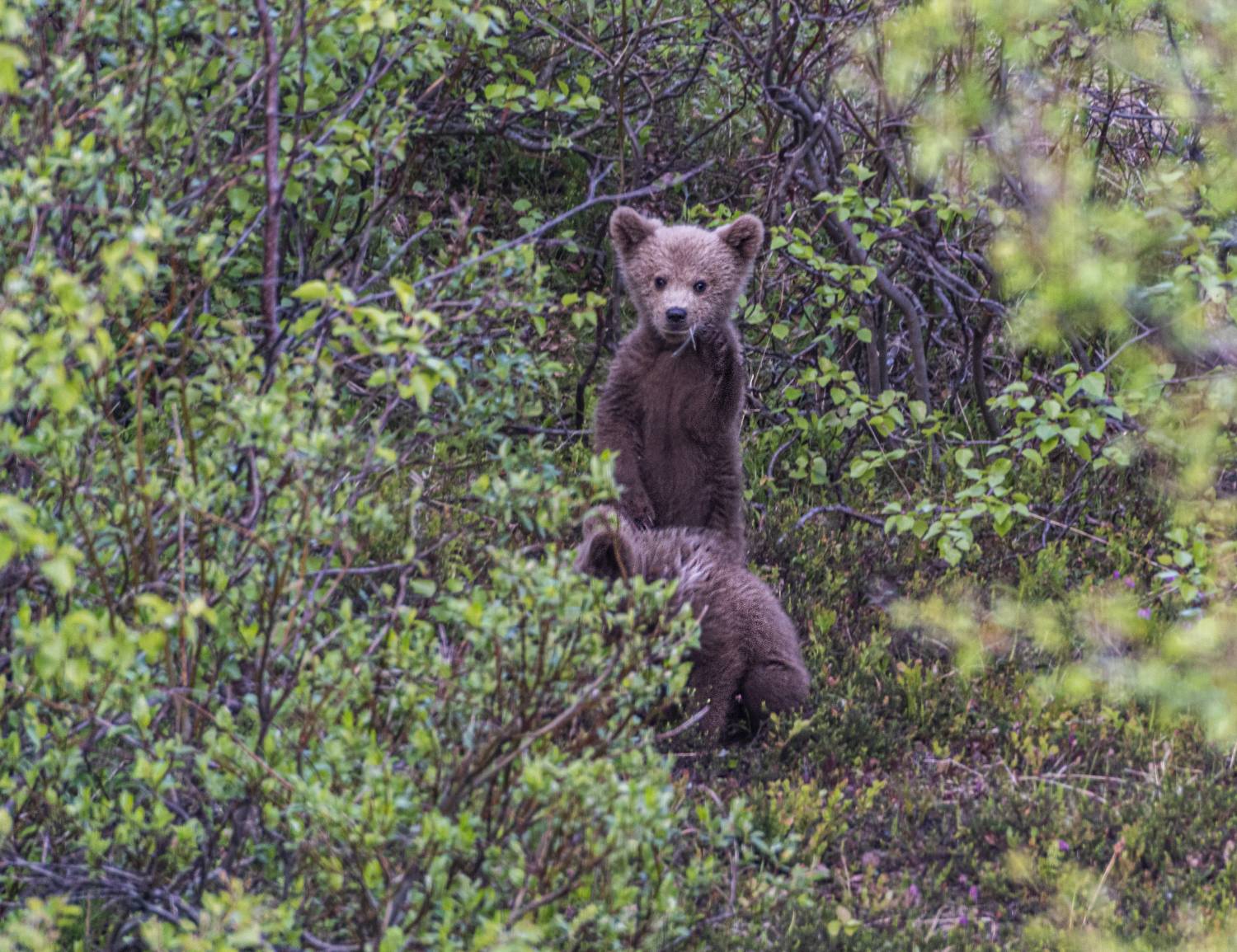 мурмаская область, териберка, бурый медведь, медвежонок, Савчук Сергей