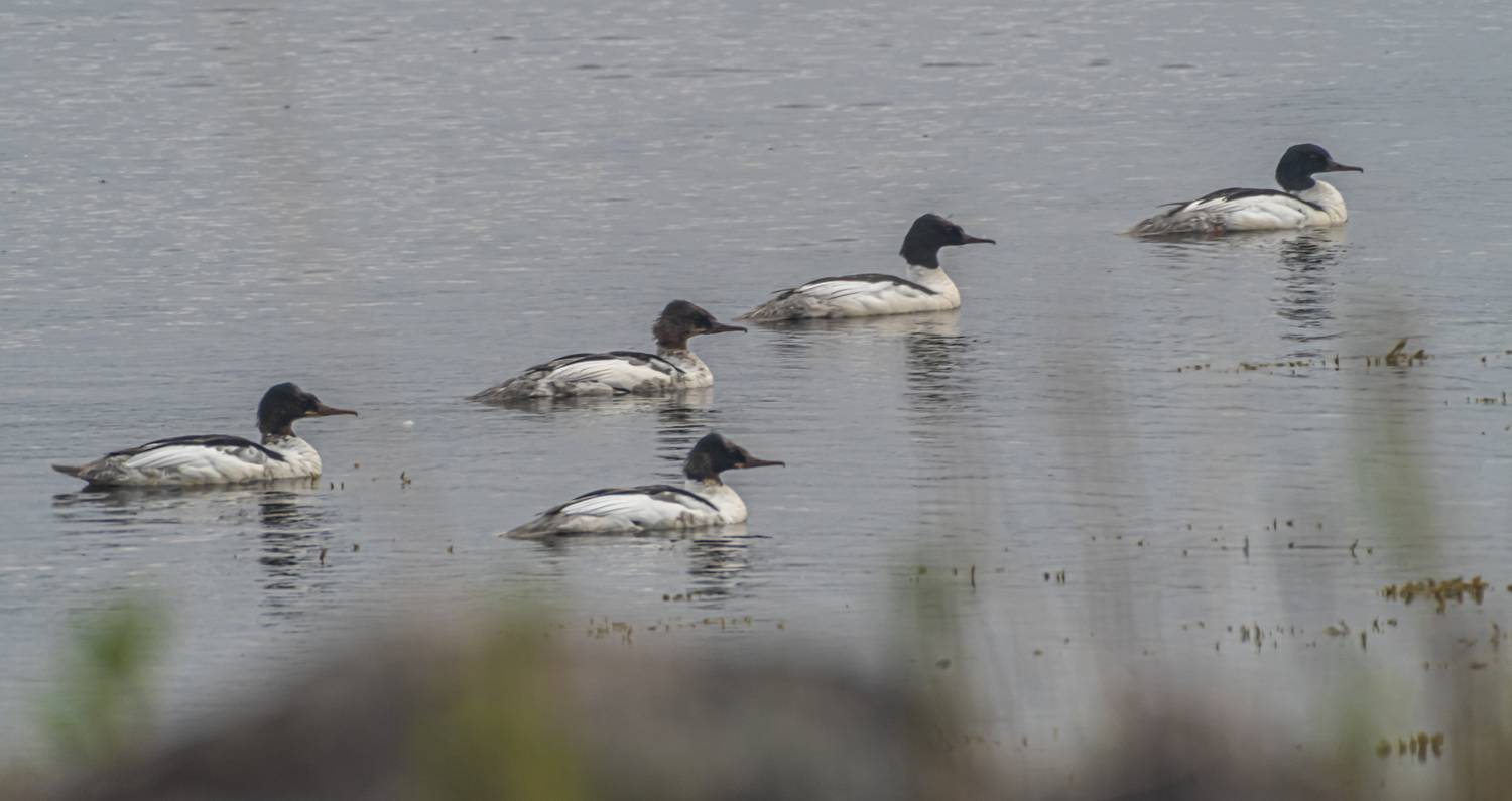 мурмаская область, териберка, птицы, большой крохаль, Савчук Сергей