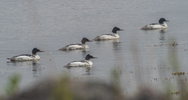 мурмаская область, териберка, птицы, большой крохаль Большие крохали фото превью