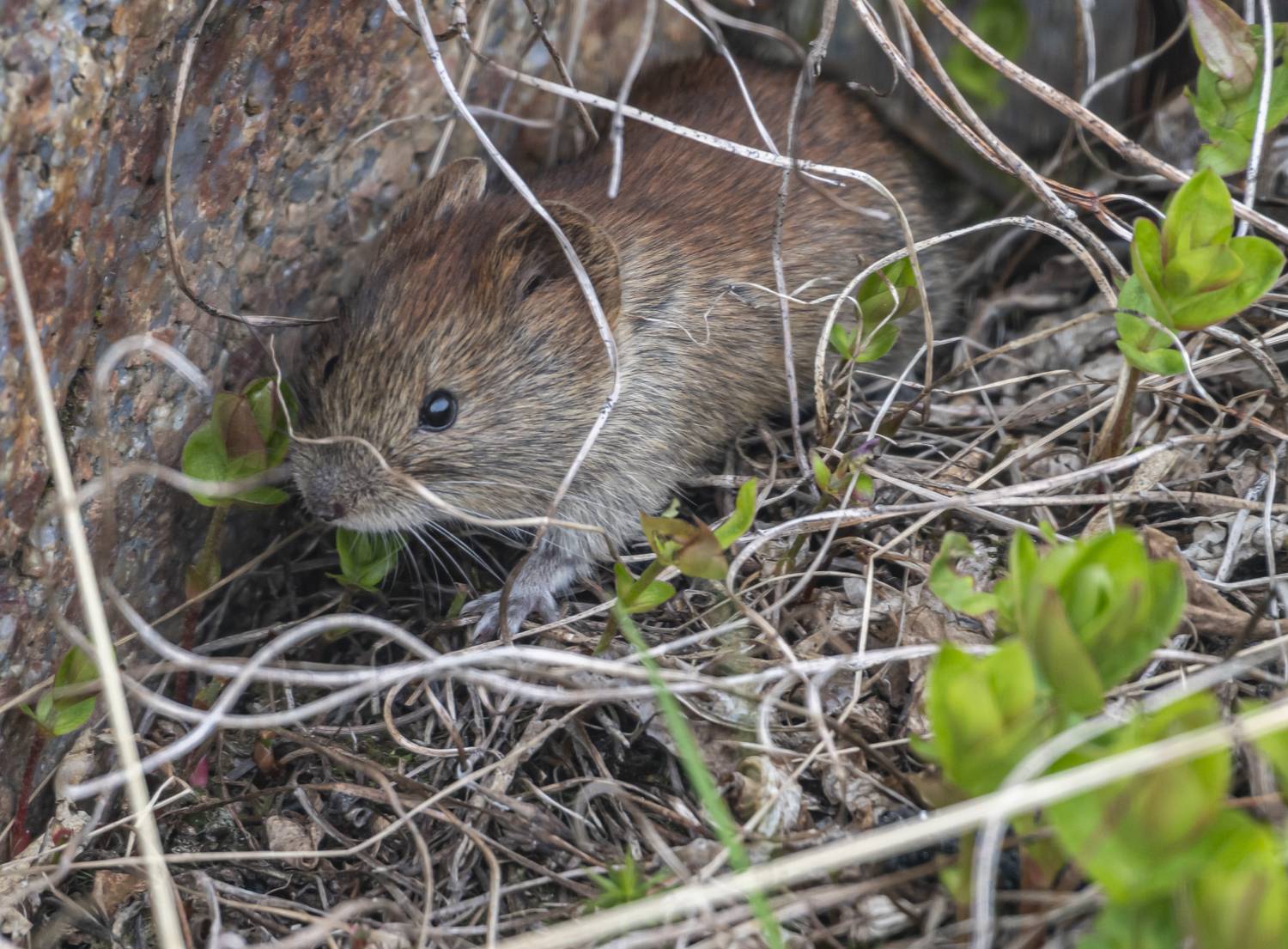 мурмаская область, териберка, красносерая полёвка, Савчук Сергей