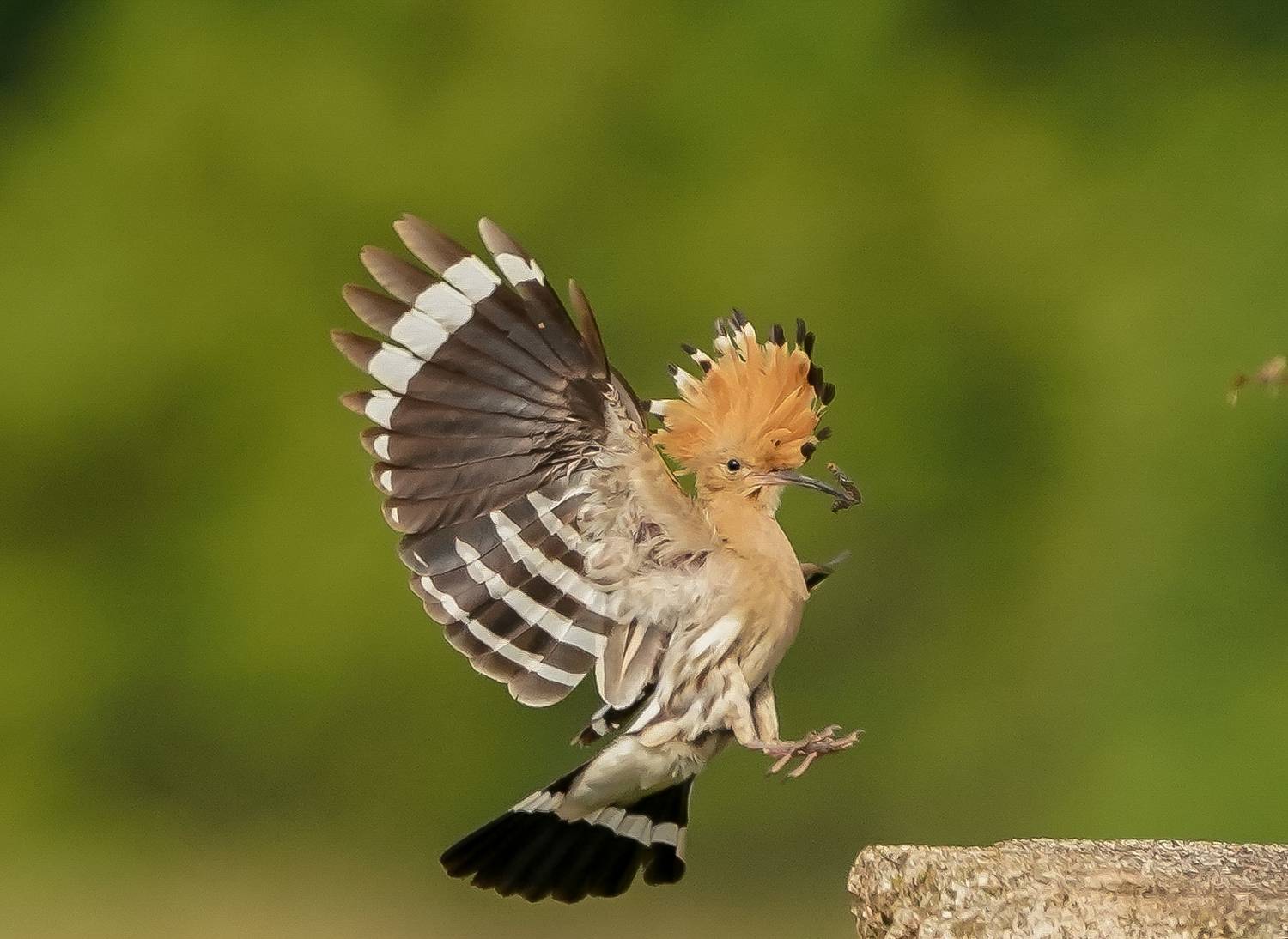 , Красимир Георгиев