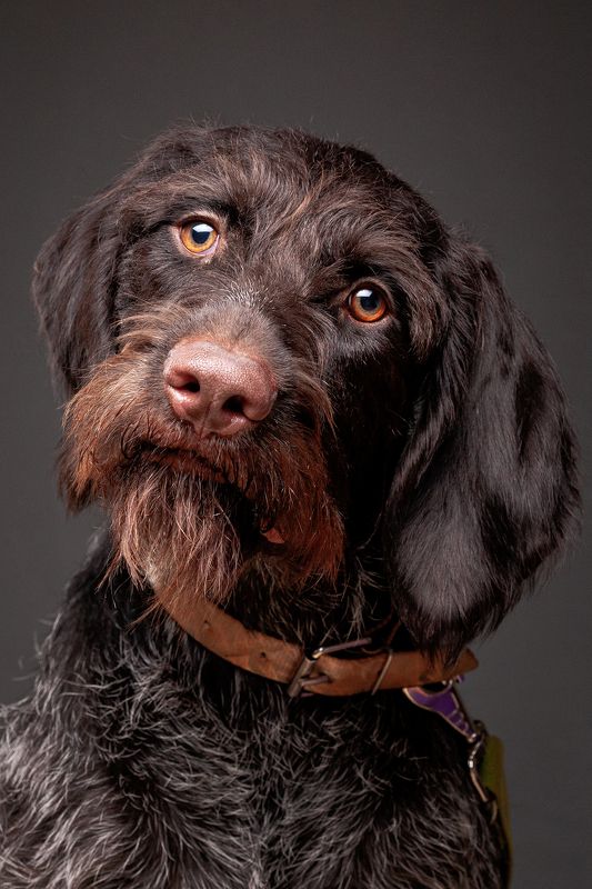 собака, порода, дратхаар, портрет, взгляд, глаза Аделия фото превью