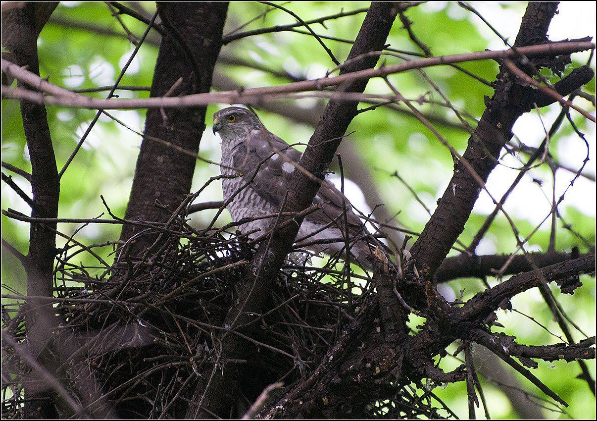 москва, парк, птица, АНАТОЛИЙ ДОВЫДЕНКО