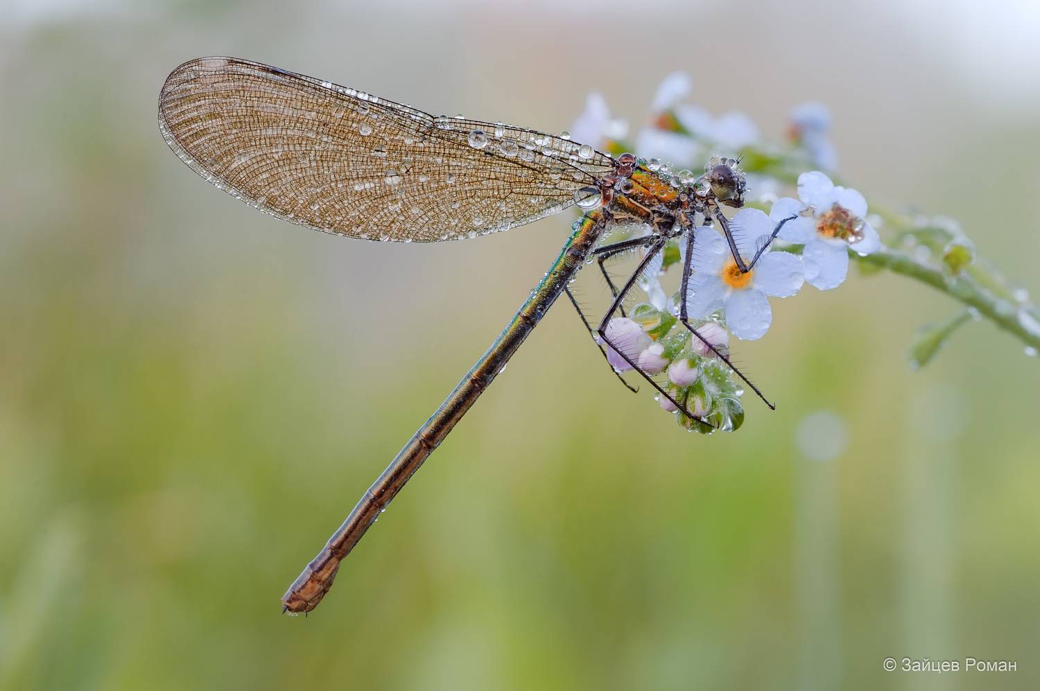 , Роман Зайцев