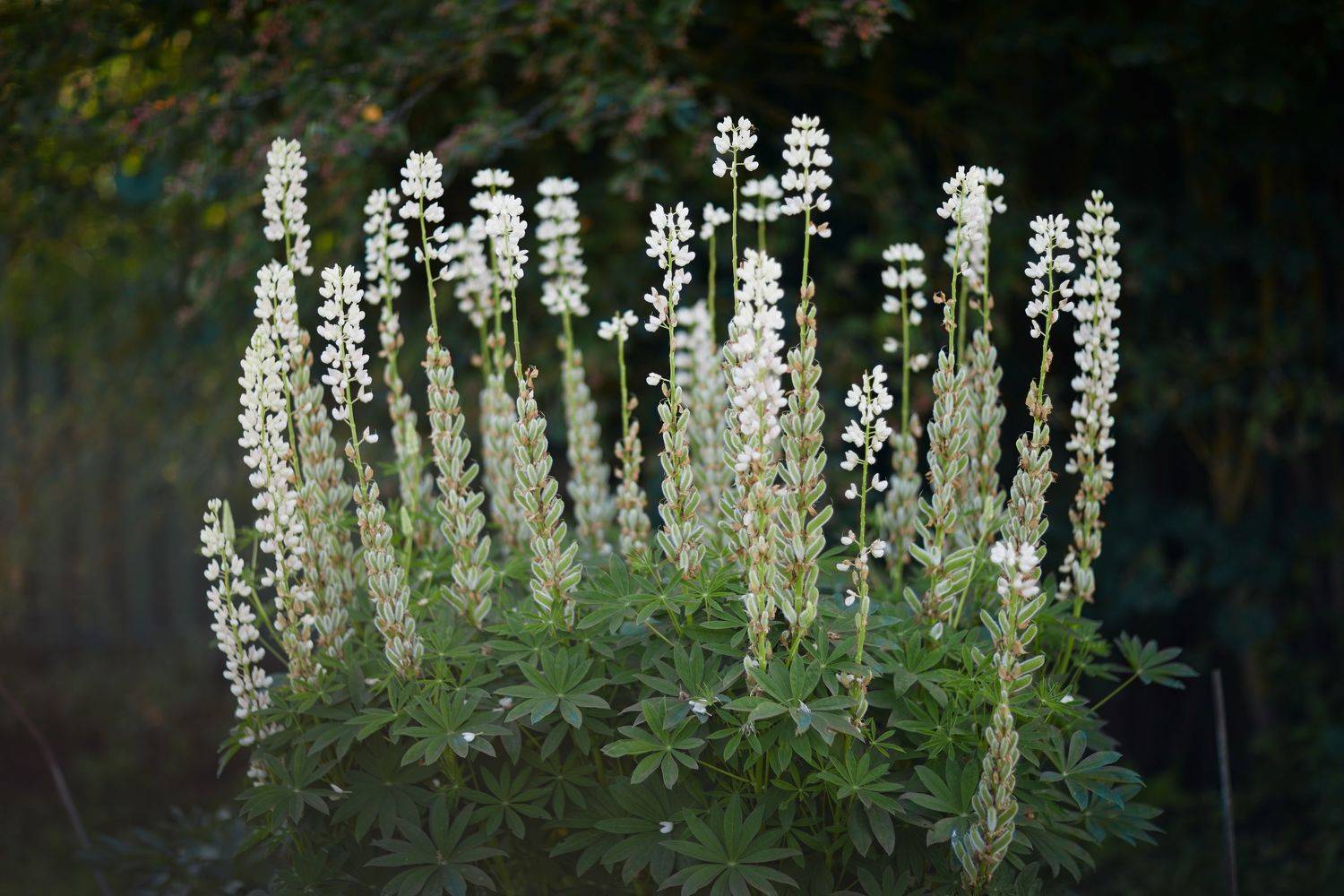 , Алексей Гуляев