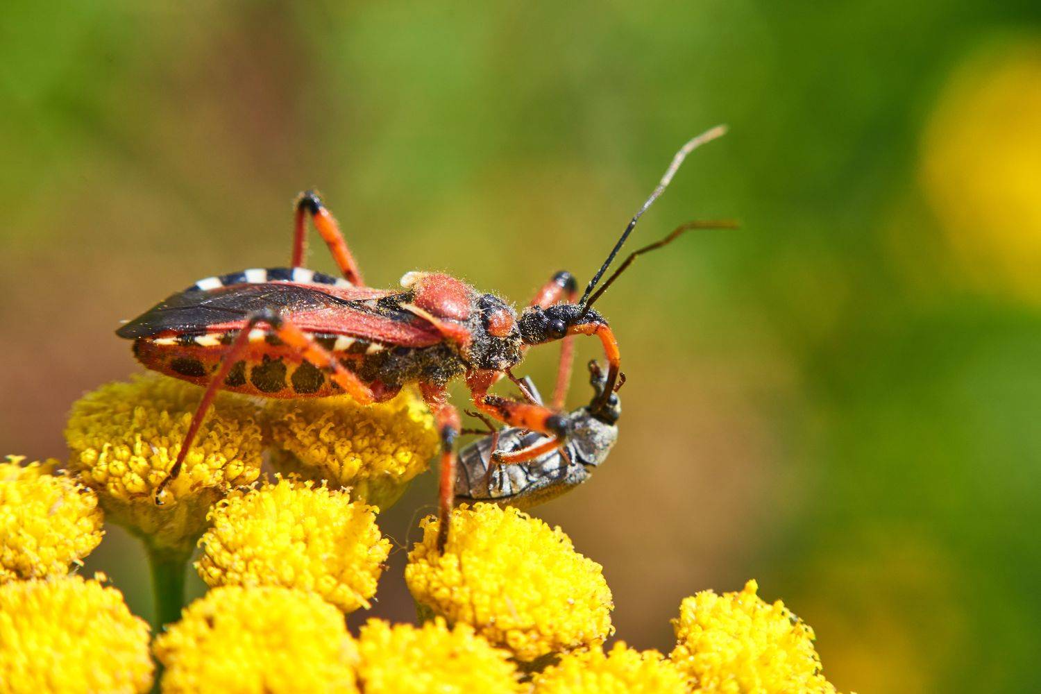Rhinocoris annulatus, wildlife, macro, macro photo, volgograd, russia, , Сторчилов Павел