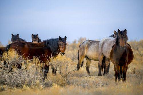 Cтепные лошадки