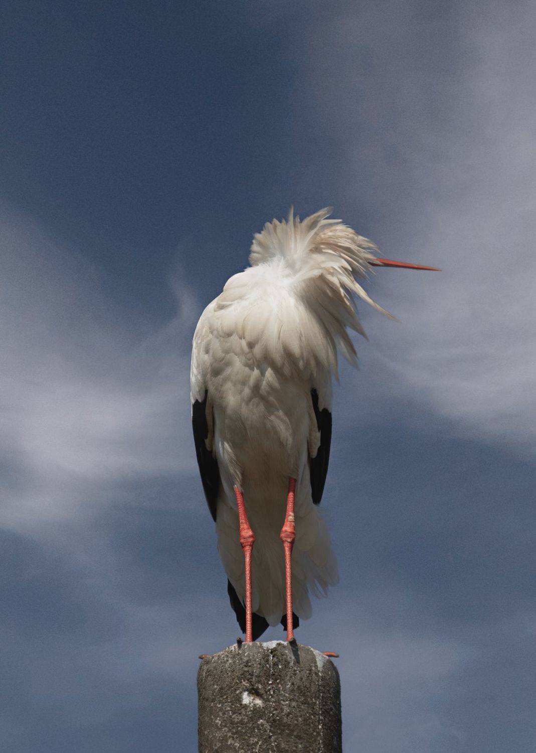 аист, свет, утро, природа, небо, Баранов Олег