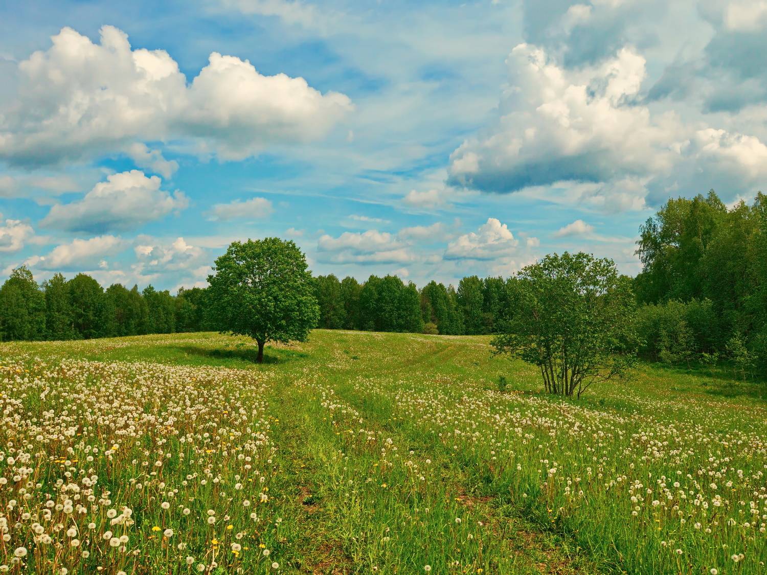витебская область май луг одуванчики, Виктор Гурков