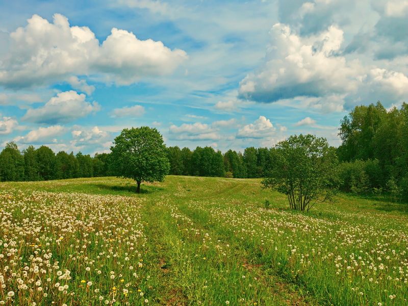Зарастающая дорога фото превью