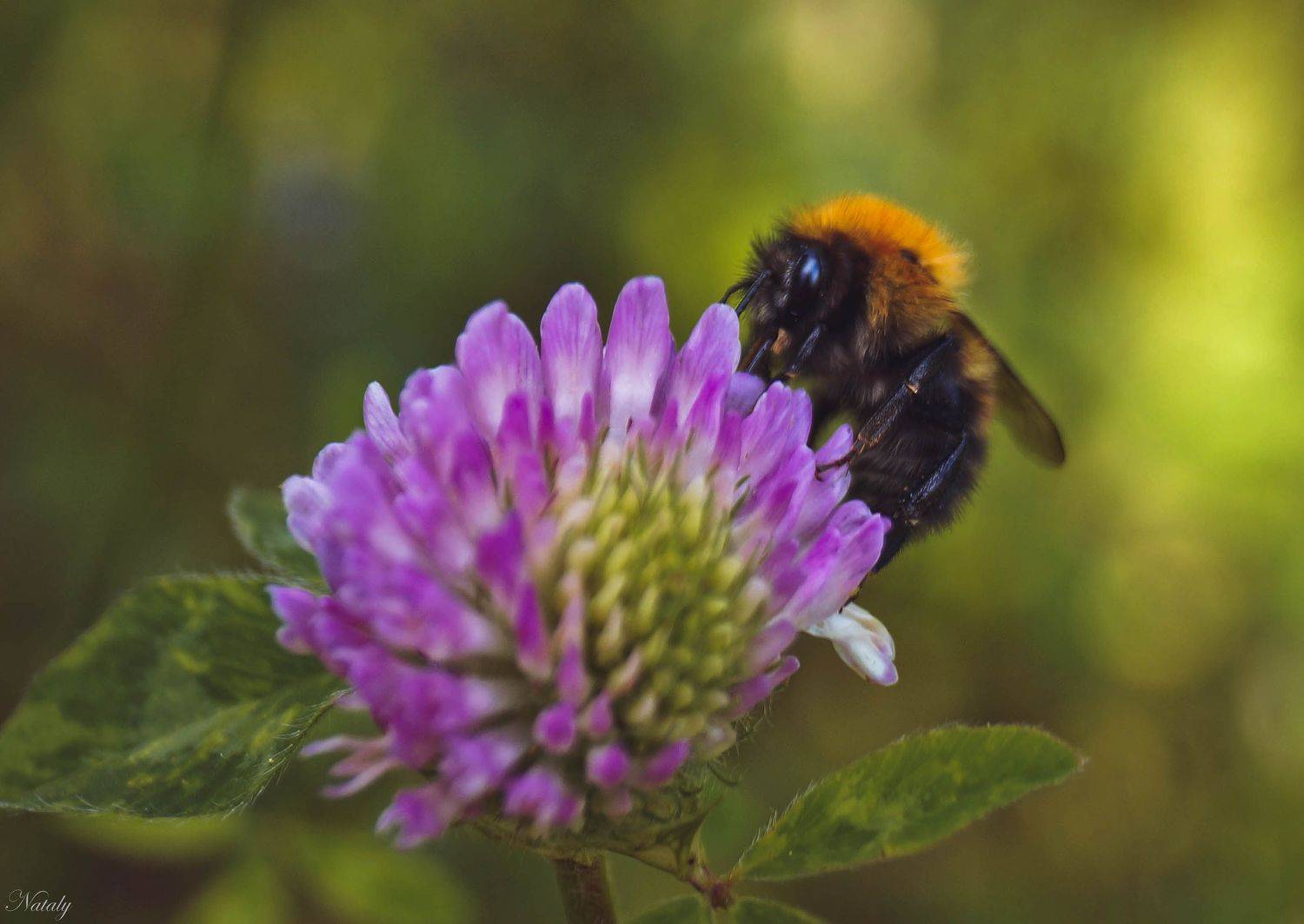 , Екимова Наталья
