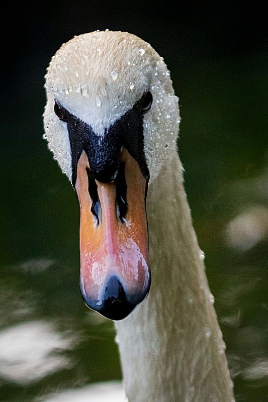 #bird #birdphotography #animallovers #naturelovers #natureworld_photography #planetbirds #planetearth #real #fauna #лебеди #птицы #природа #животные Грация и элегантность фото превью