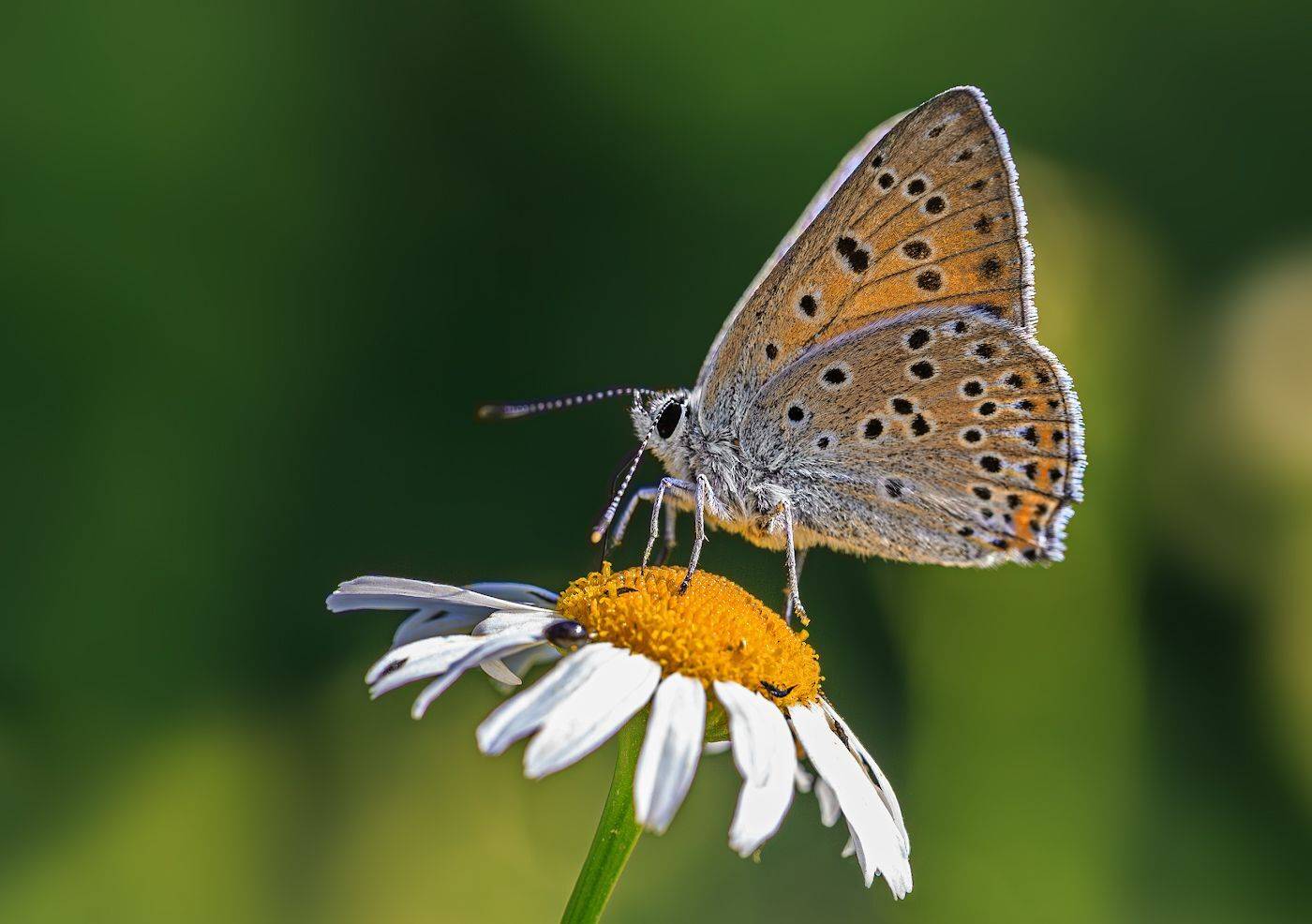 насекомые, бабочка, голубянка, червонец, бурый, цветы, ромашка, лето, Борис Новиков