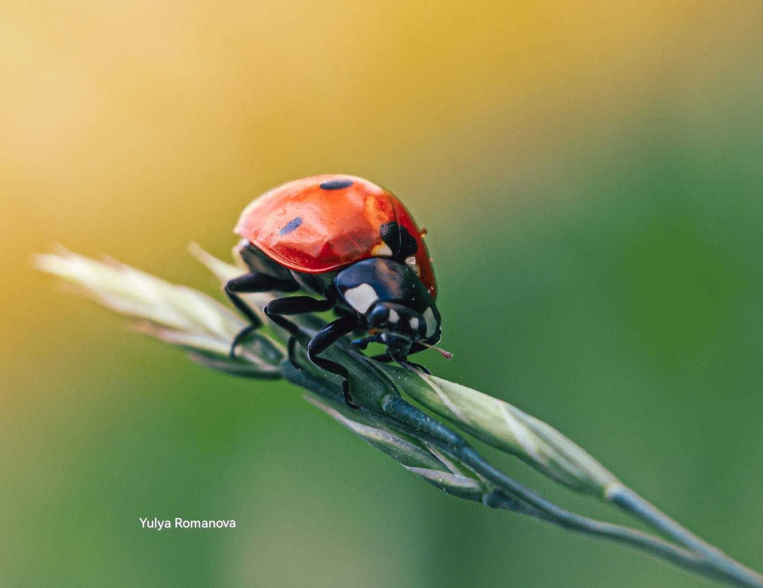 божья коровка, макро, макро съёмка, макро мир, природа, насекомое, YULYA ROMANOVA