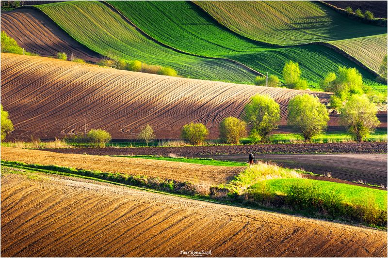 polska, pola, drzewa, ponidzie Ponidzie фото превью