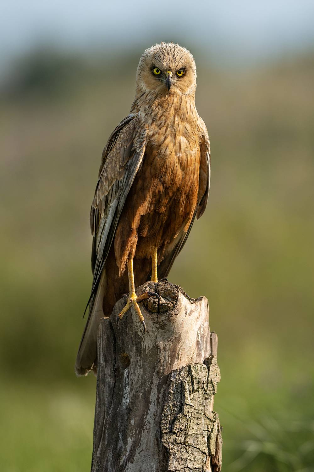 , Мартин Попов