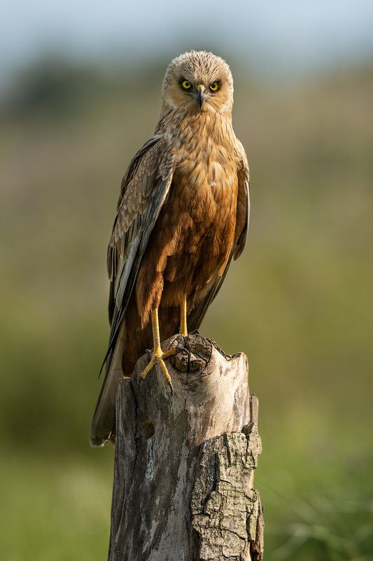 Болотный лунь, самец фото превью