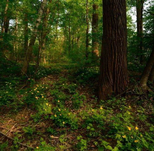 Тайга в мае.