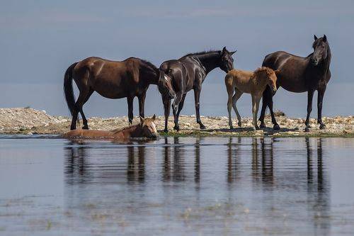 Купание рыжего коня