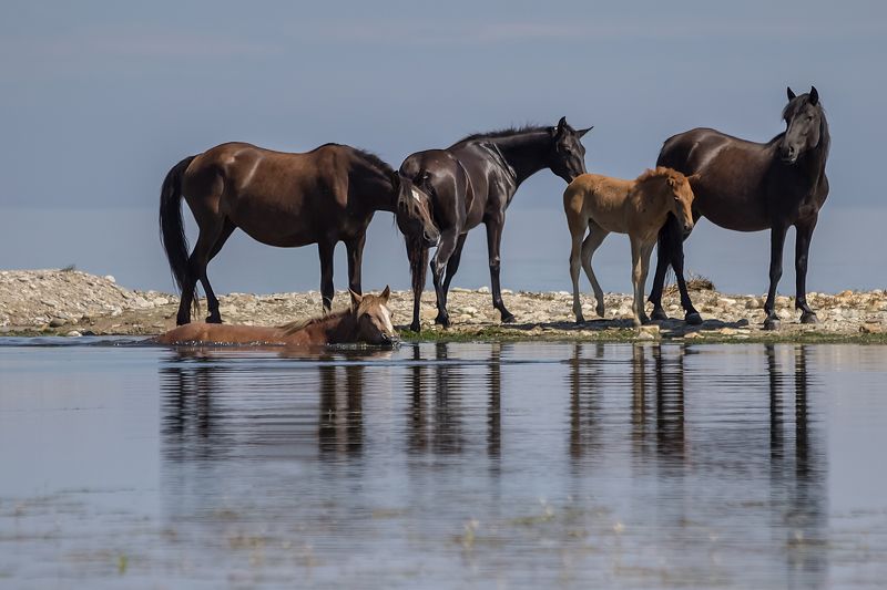 Купание рыжего коня фото превью