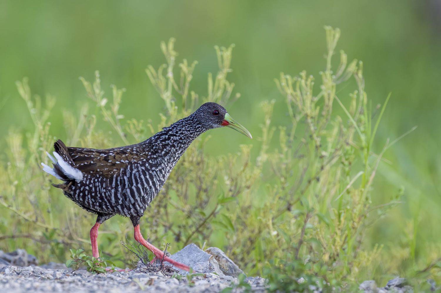 , Burgalin Sequeira Fernando