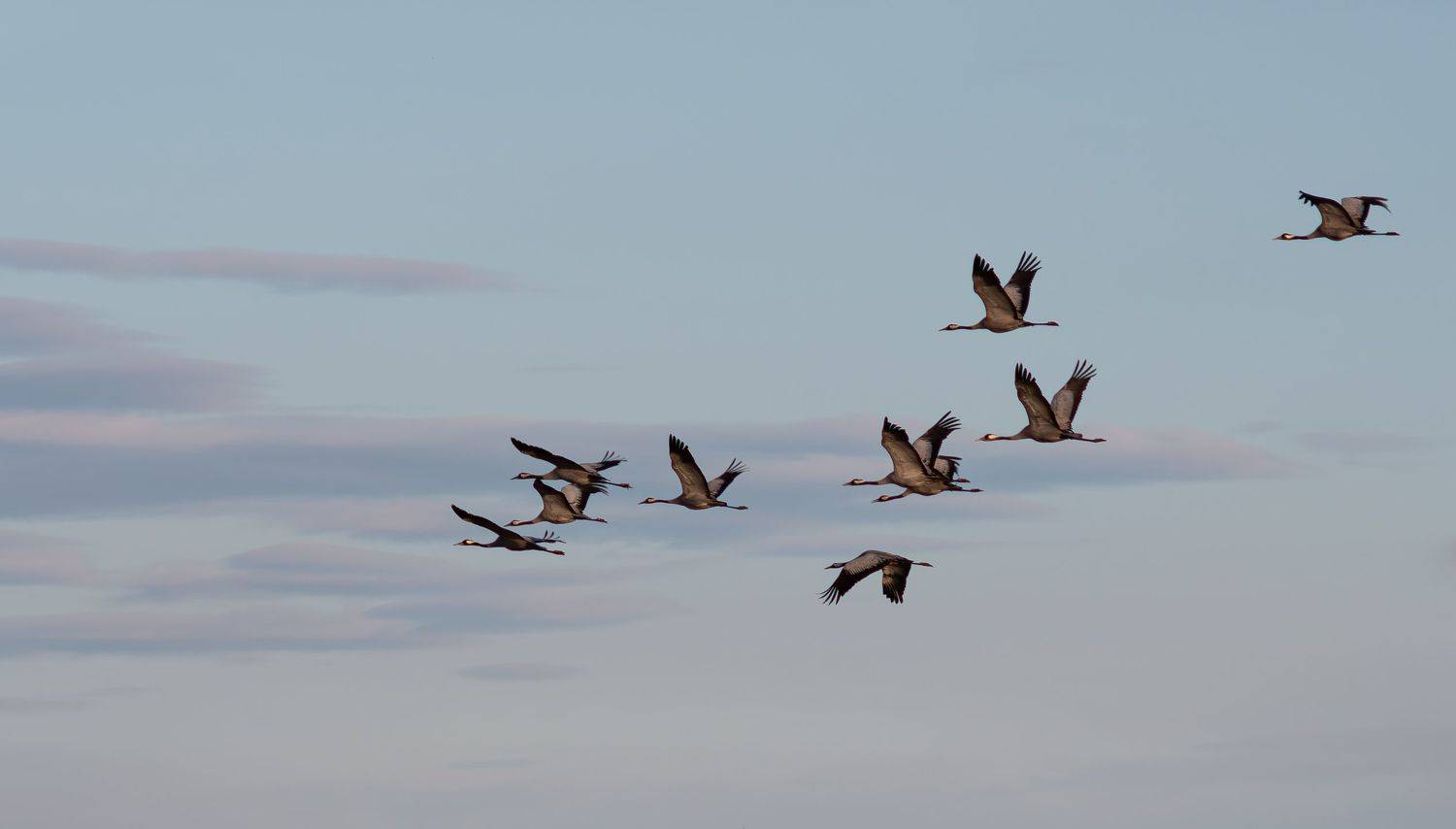 Журавли, Denis Zakalyapin